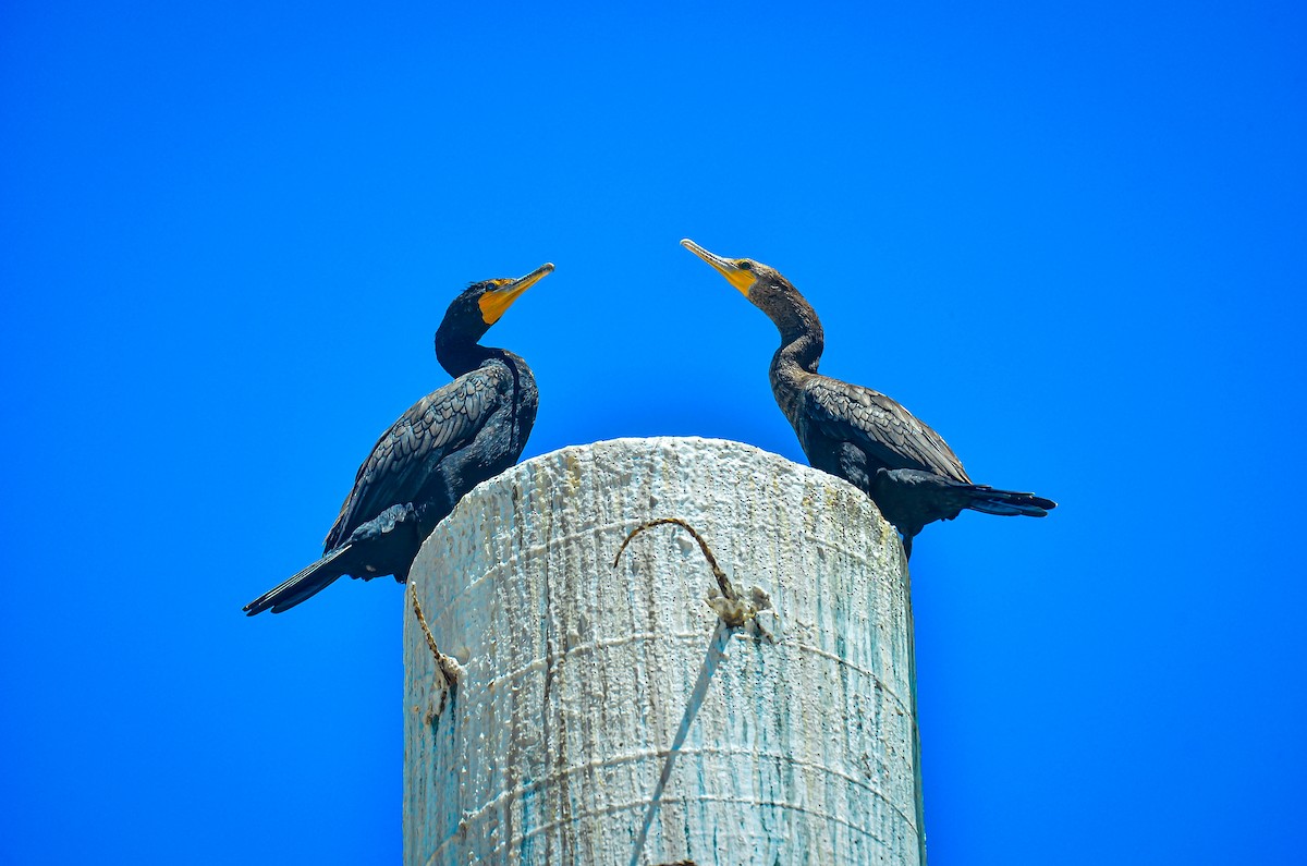 Double-crested Cormorant - ML634017606