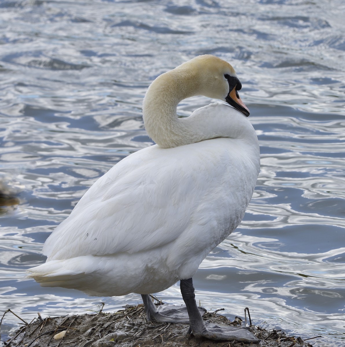 Mute Swan - ML634017626