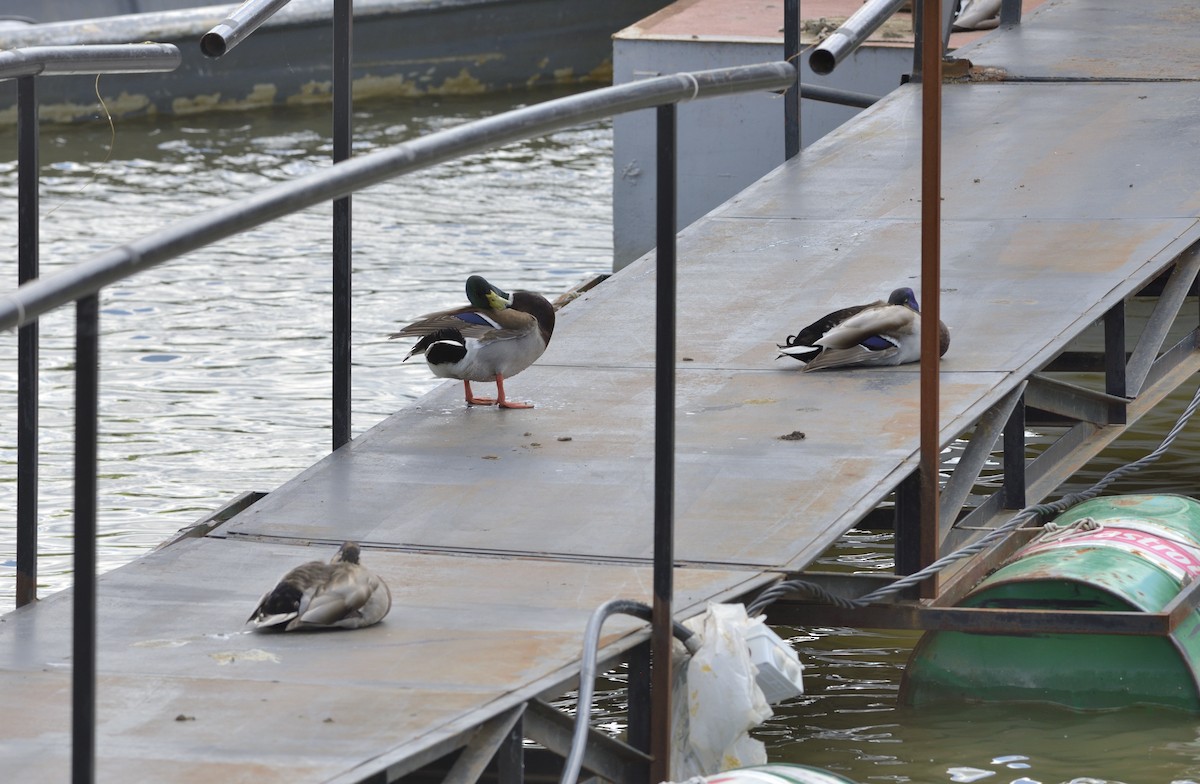 Mallard - ML634017642