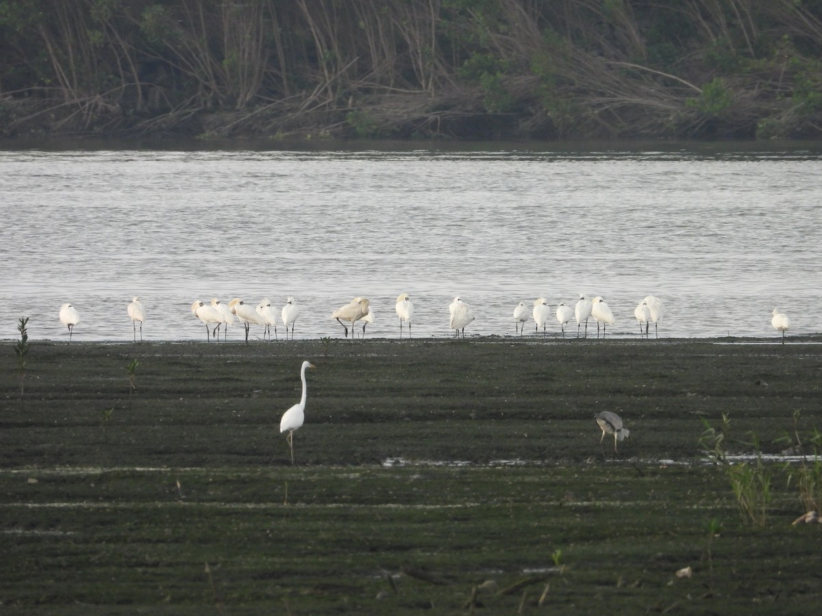 kinaskjestork - ML634017818