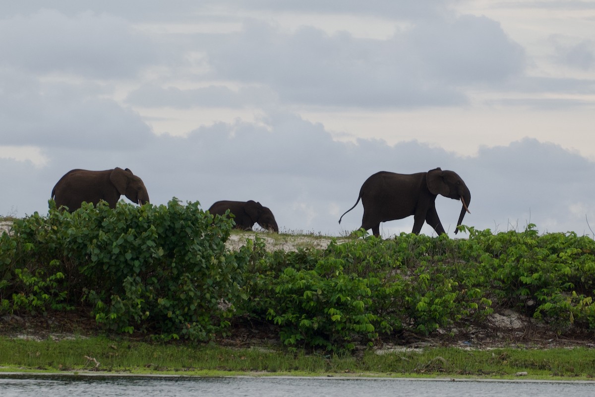 Forest Elephant - ML634017829