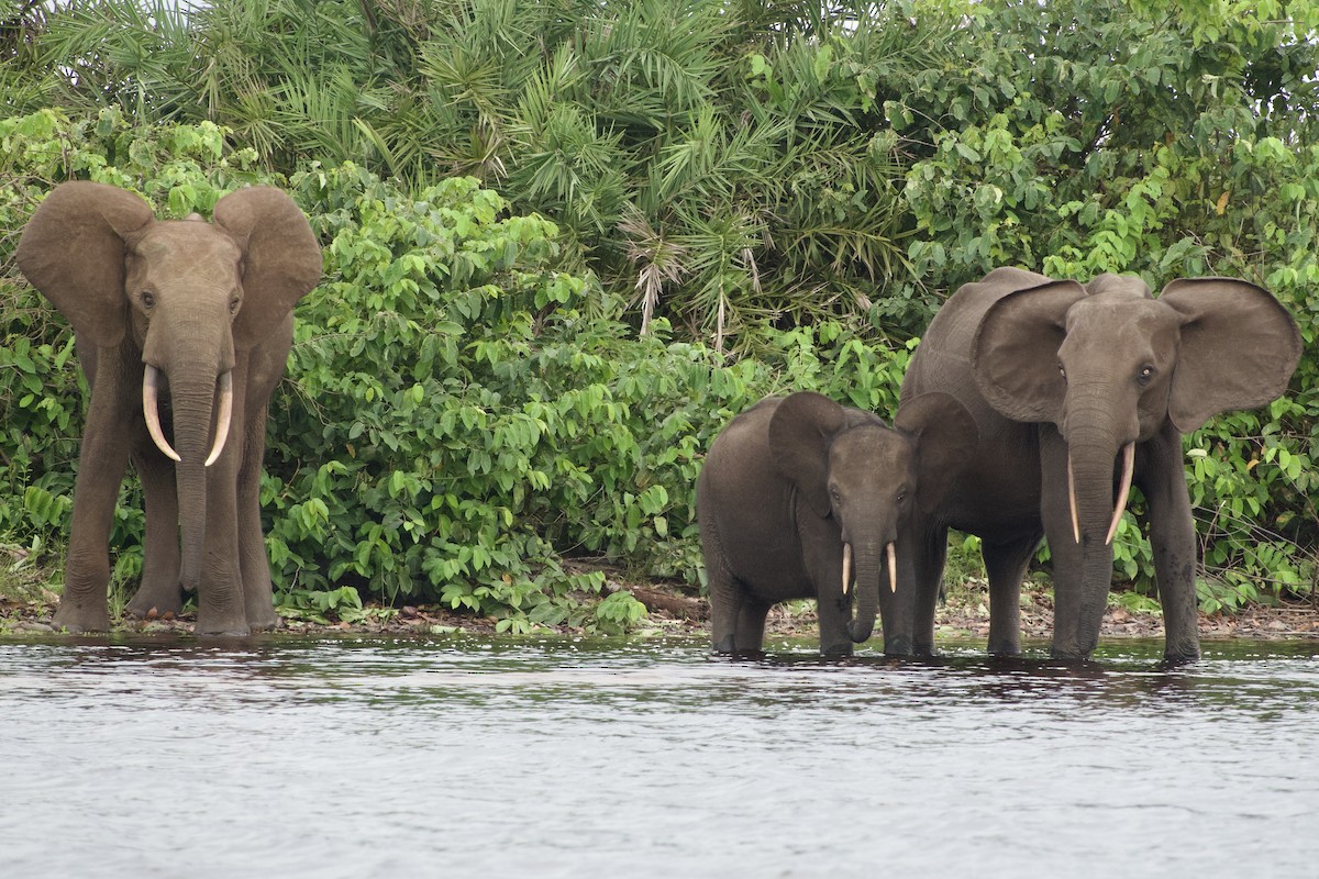Animals - ML634017839