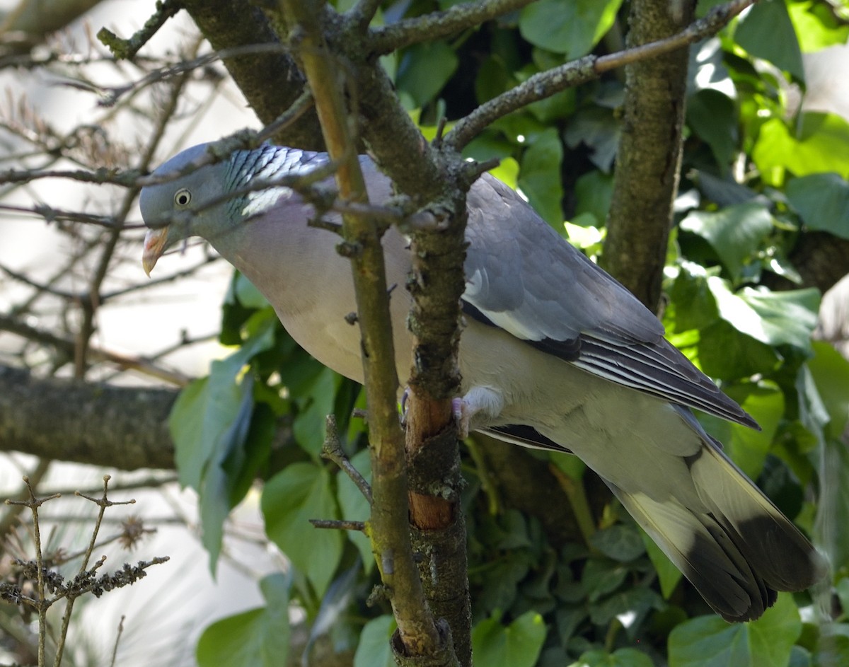 Common Wood-Pigeon - ML634017964