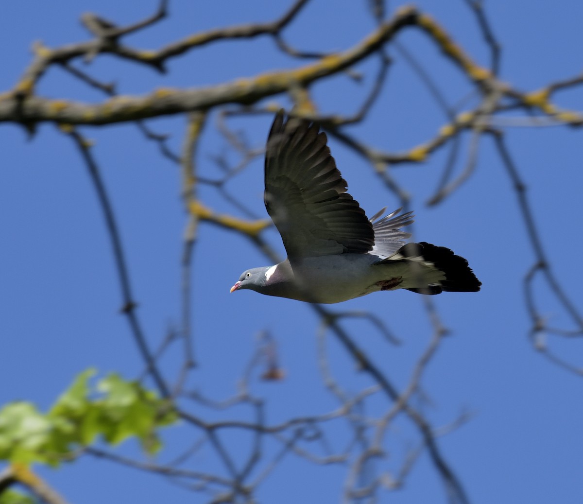 Common Wood-Pigeon - ML634017965