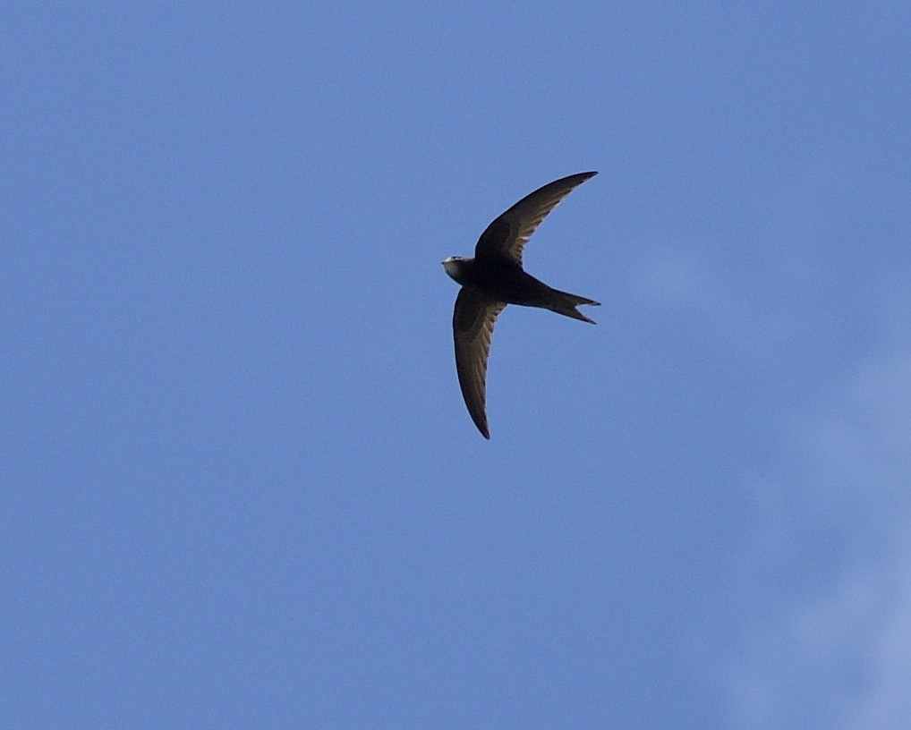 Common Swift - ML634018015