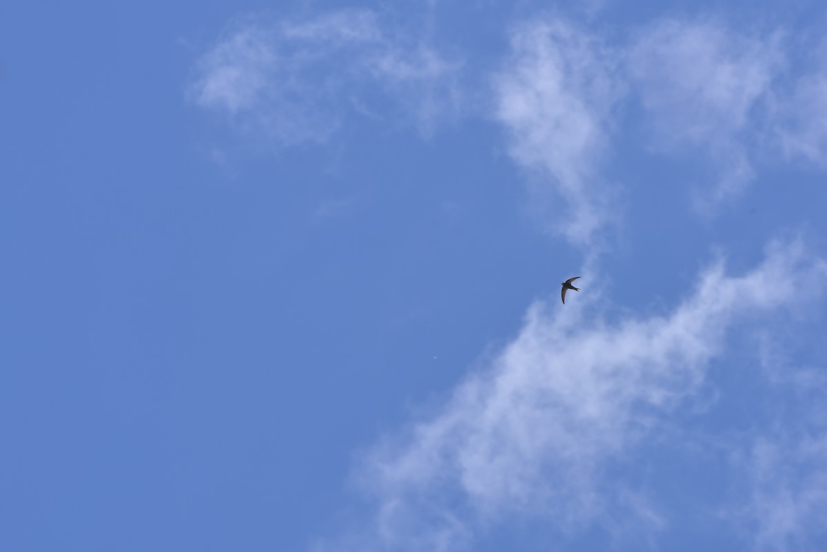 Common Swift - ML634018016