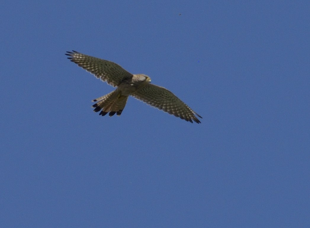 Eurasian Kestrel - ML634018065