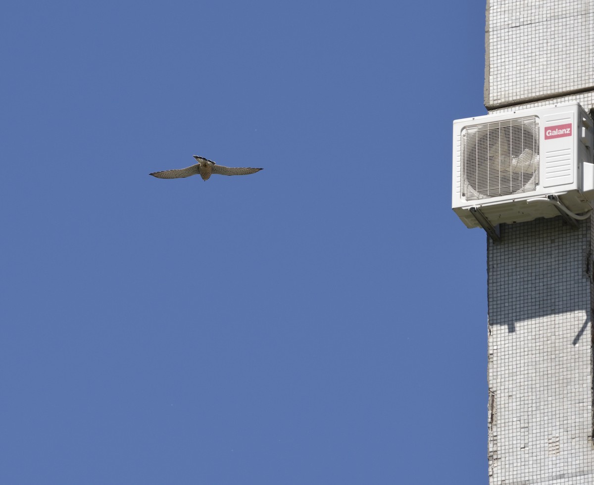 Eurasian Kestrel - ML634018066