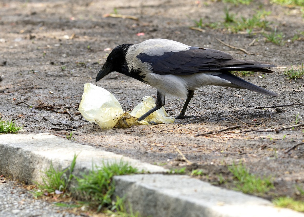 Hooded Crow - ML634018167
