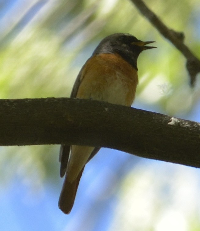 Common Redstart - ML634018196