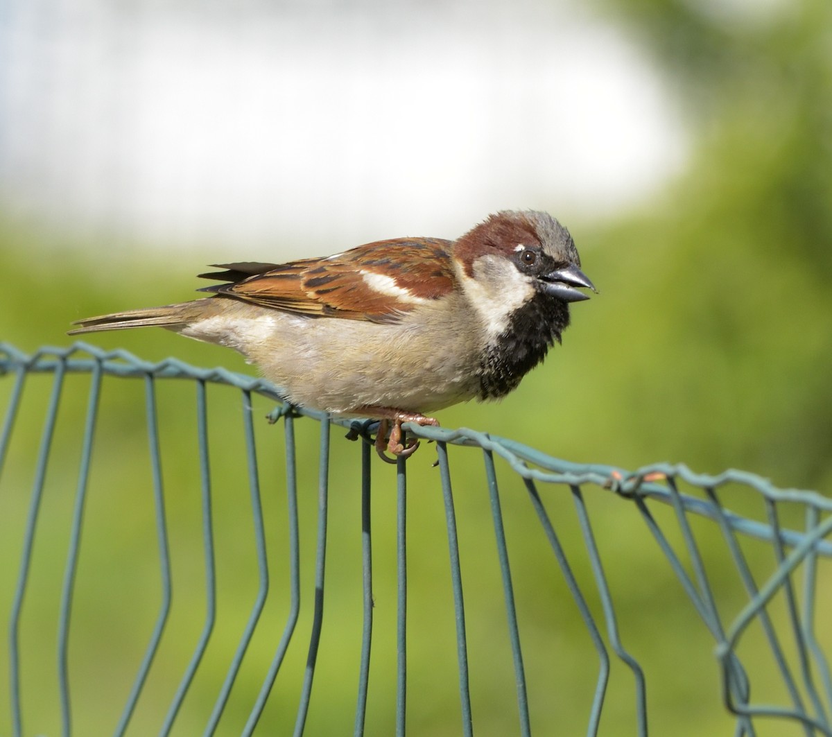 House Sparrow - ML634018202