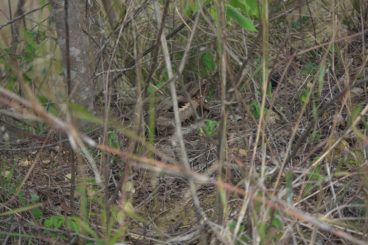 Philippine Nightjar - ML634018269