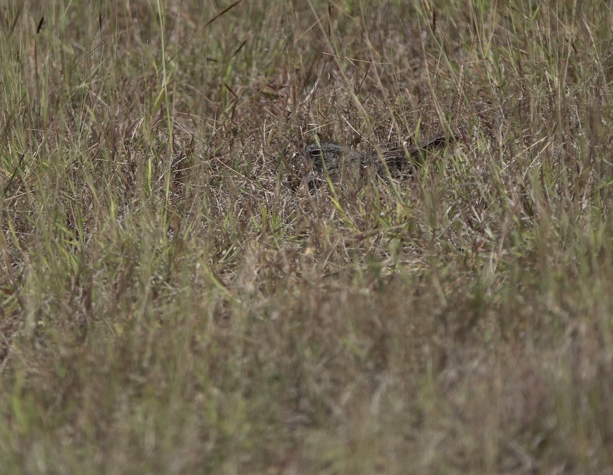 Chirruping Nightjar - ML634018282