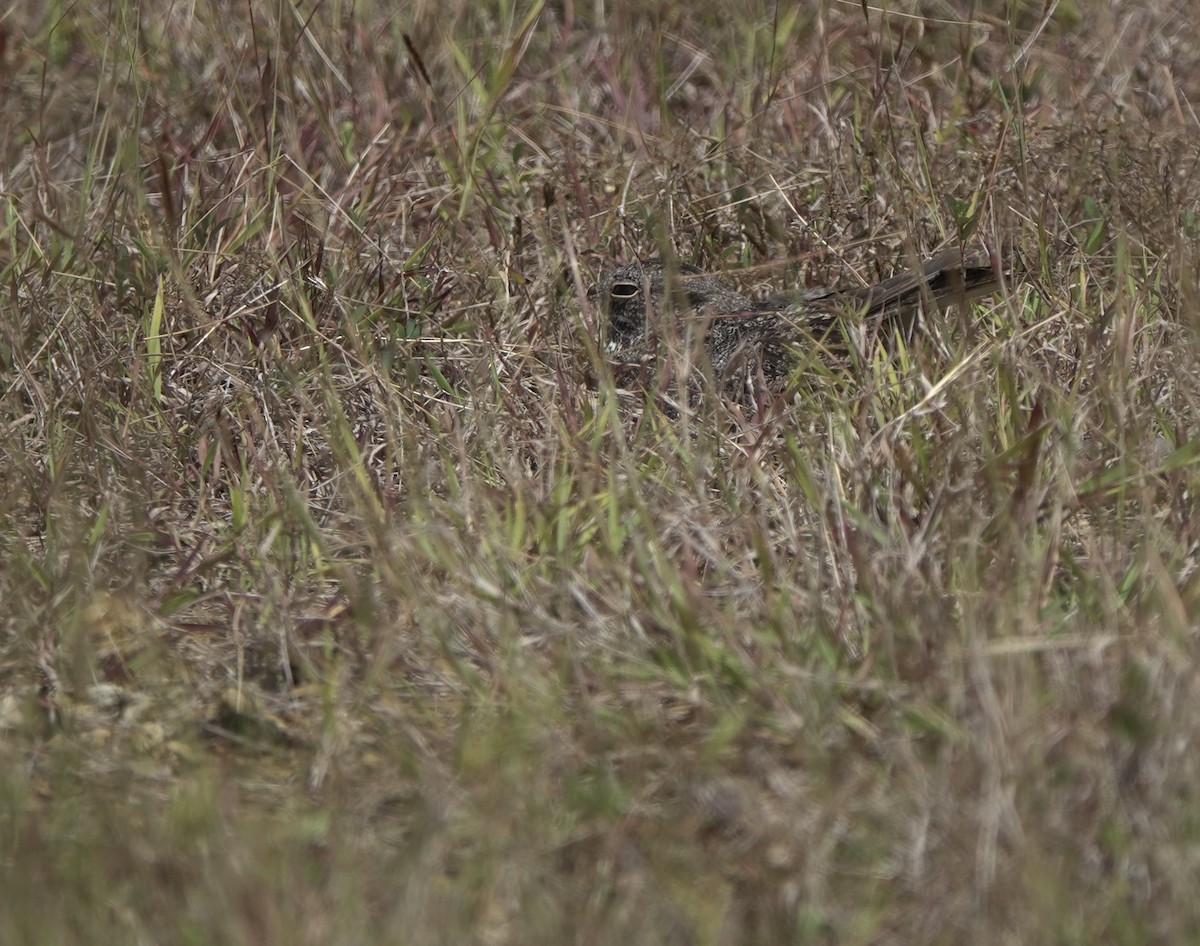 Chirruping Nightjar - ML634018286