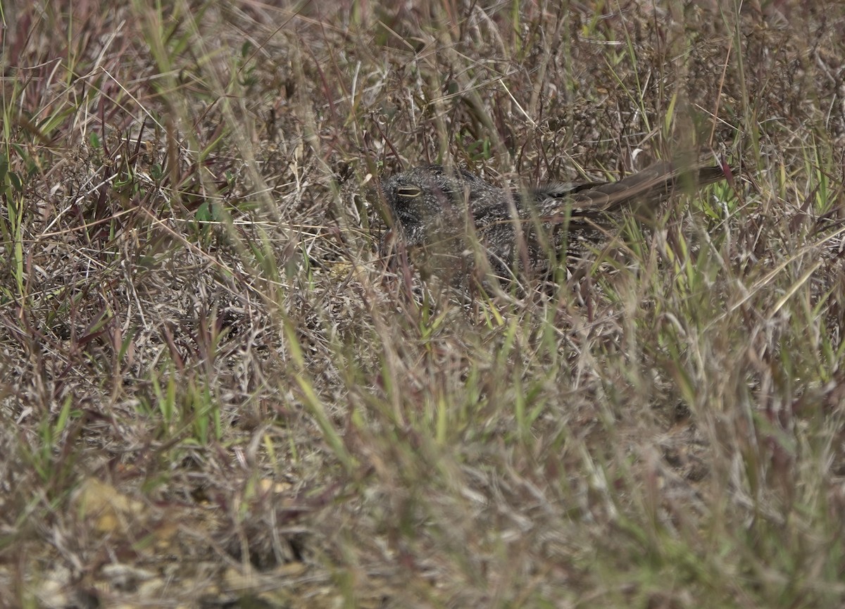 Chirruping Nightjar - ML634018287