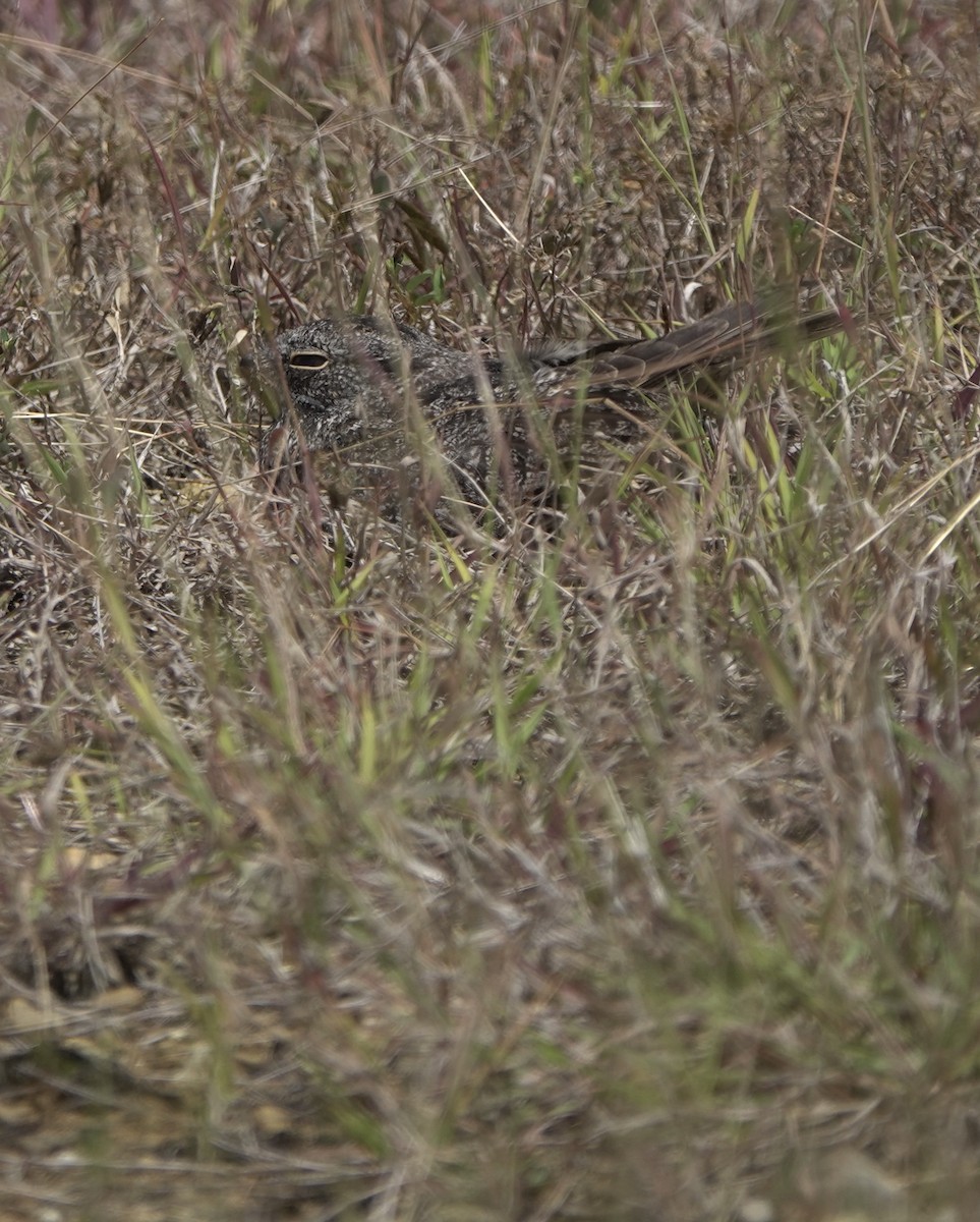 Chirruping Nightjar - ML634018288