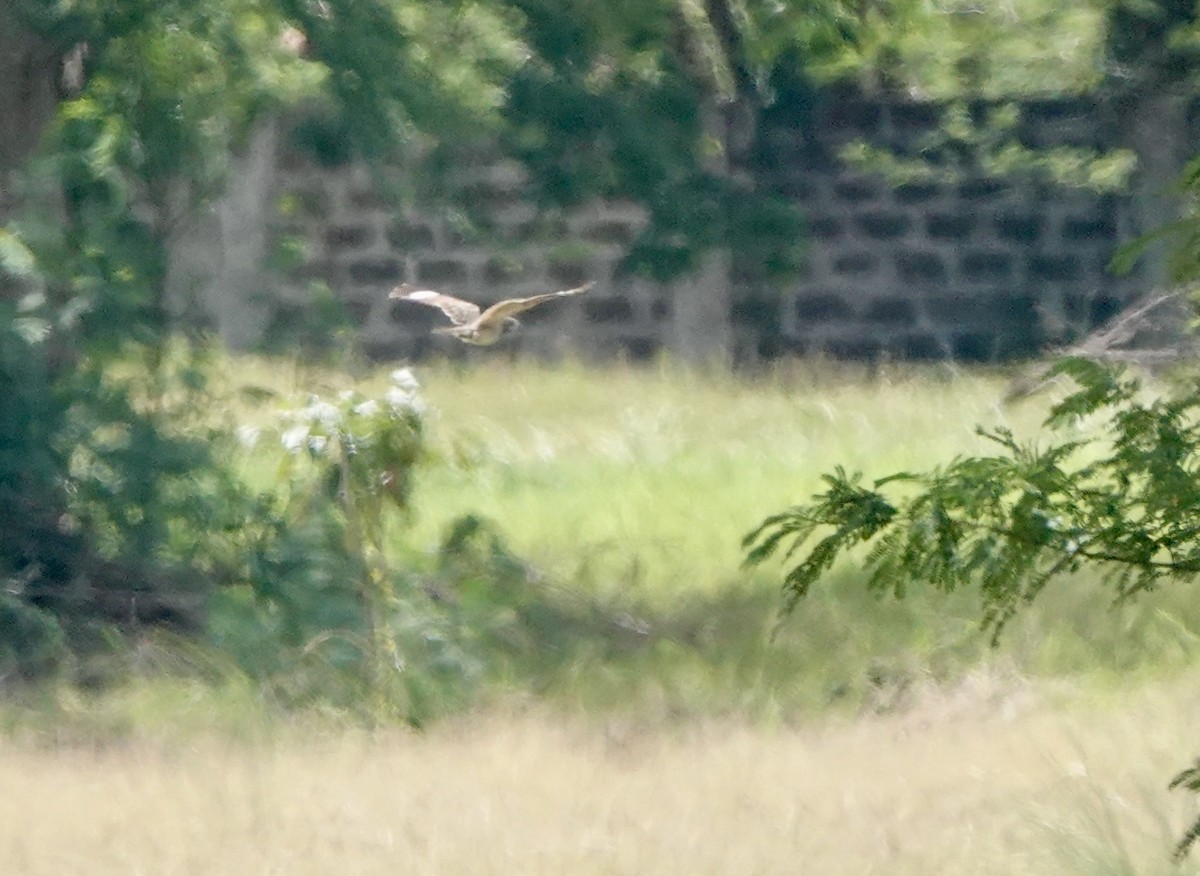 Chirruping Nightjar - ML634018290