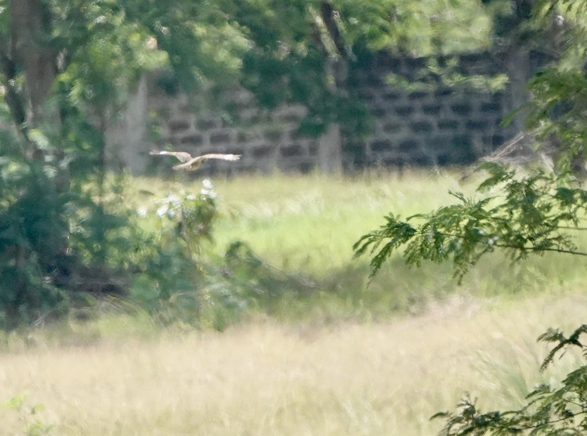 Chirruping Nightjar - ML634018292