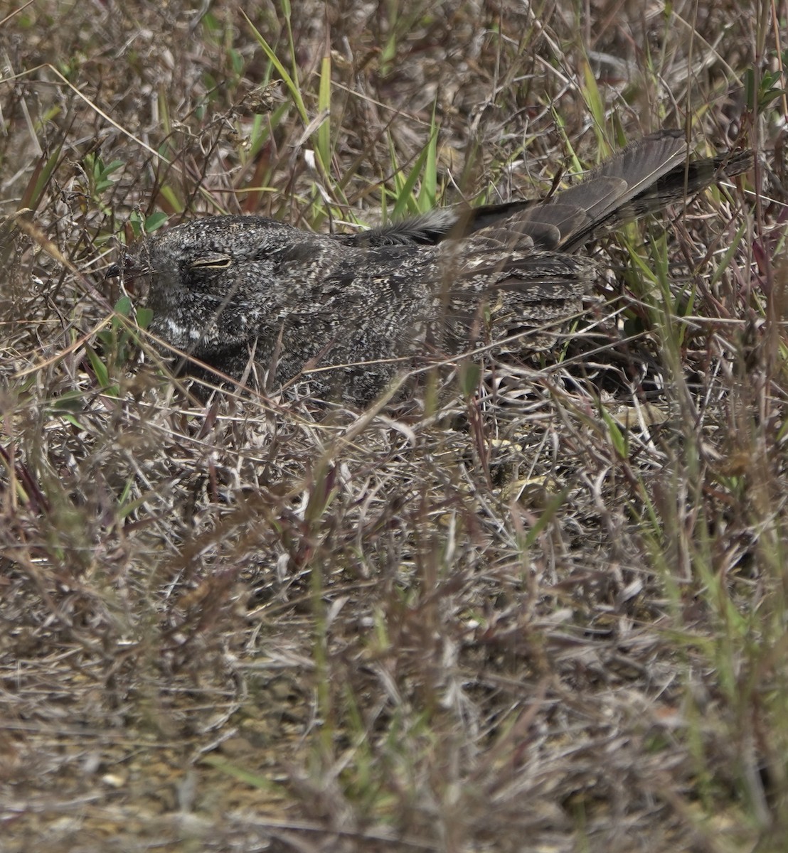 Chirruping Nightjar - ML634018293
