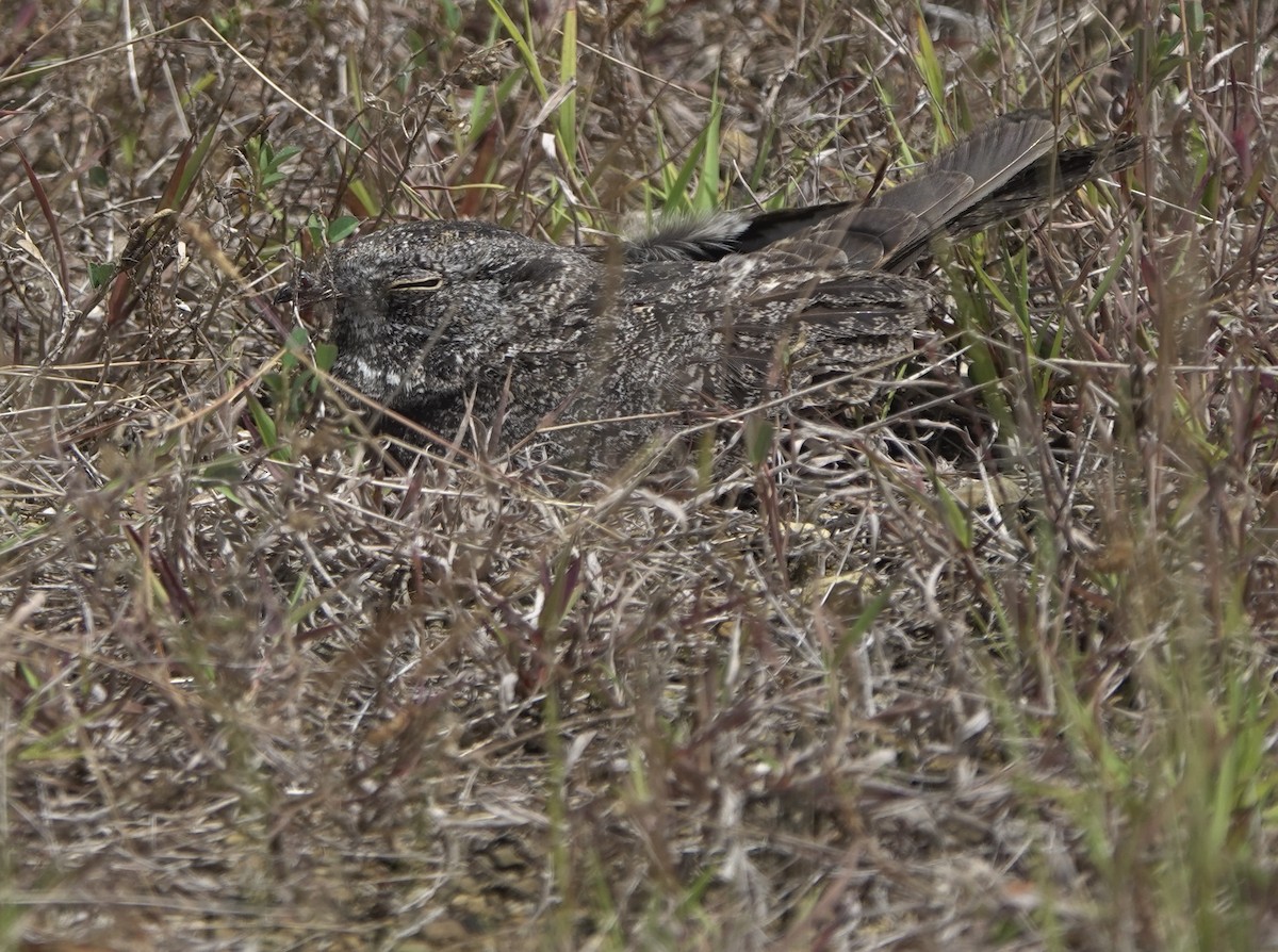 Chirruping Nightjar - ML634018294