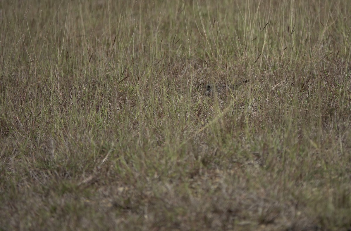 Chirruping Nightjar - ML634018295