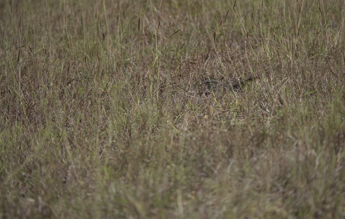 Chirruping Nightjar - ML634018296