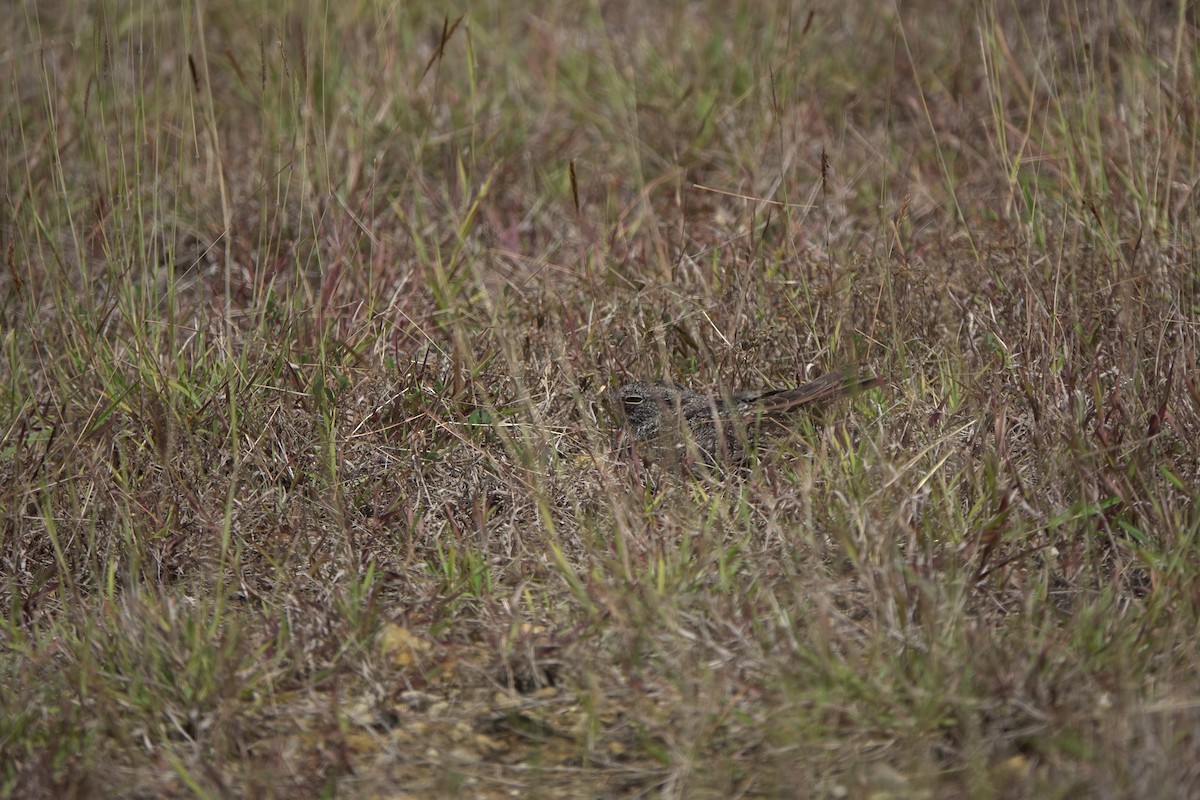 Chirruping Nightjar - ML634018299