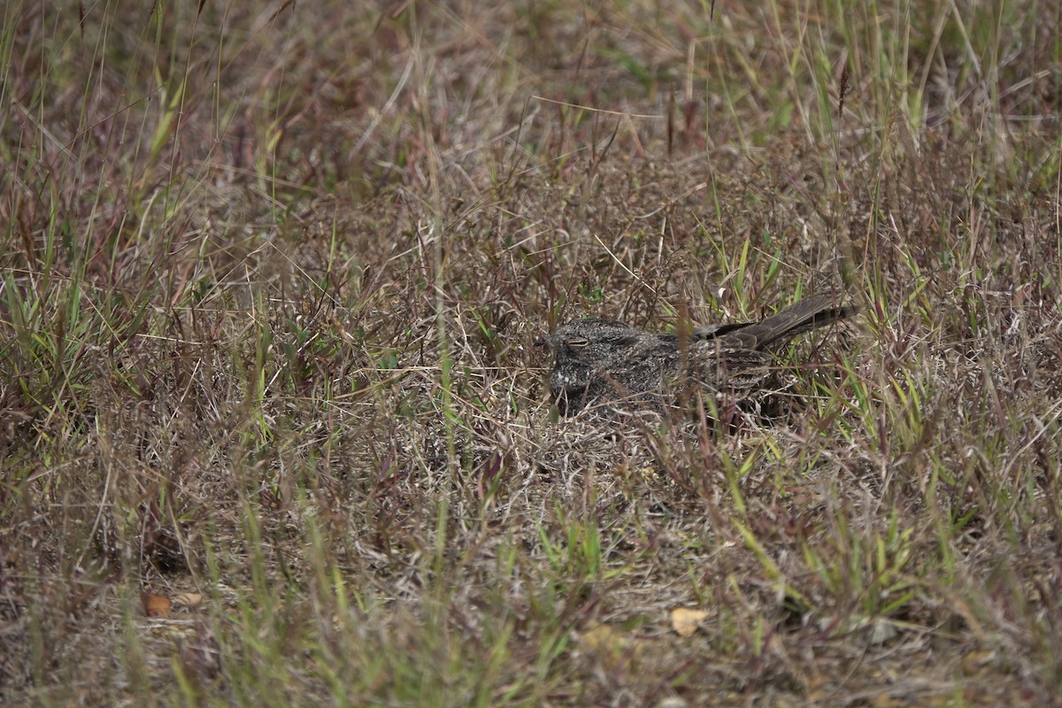 Chirruping Nightjar - ML634018300