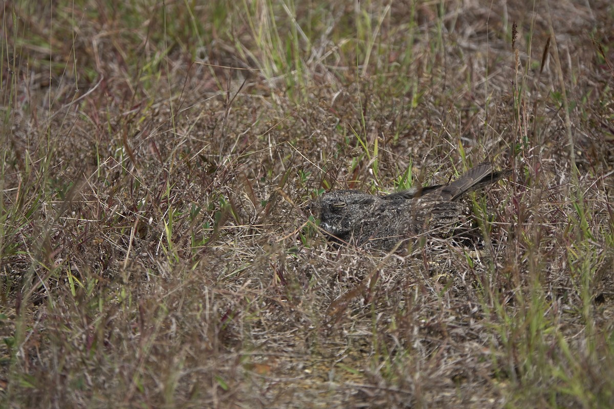 Chirruping Nightjar - ML634018301