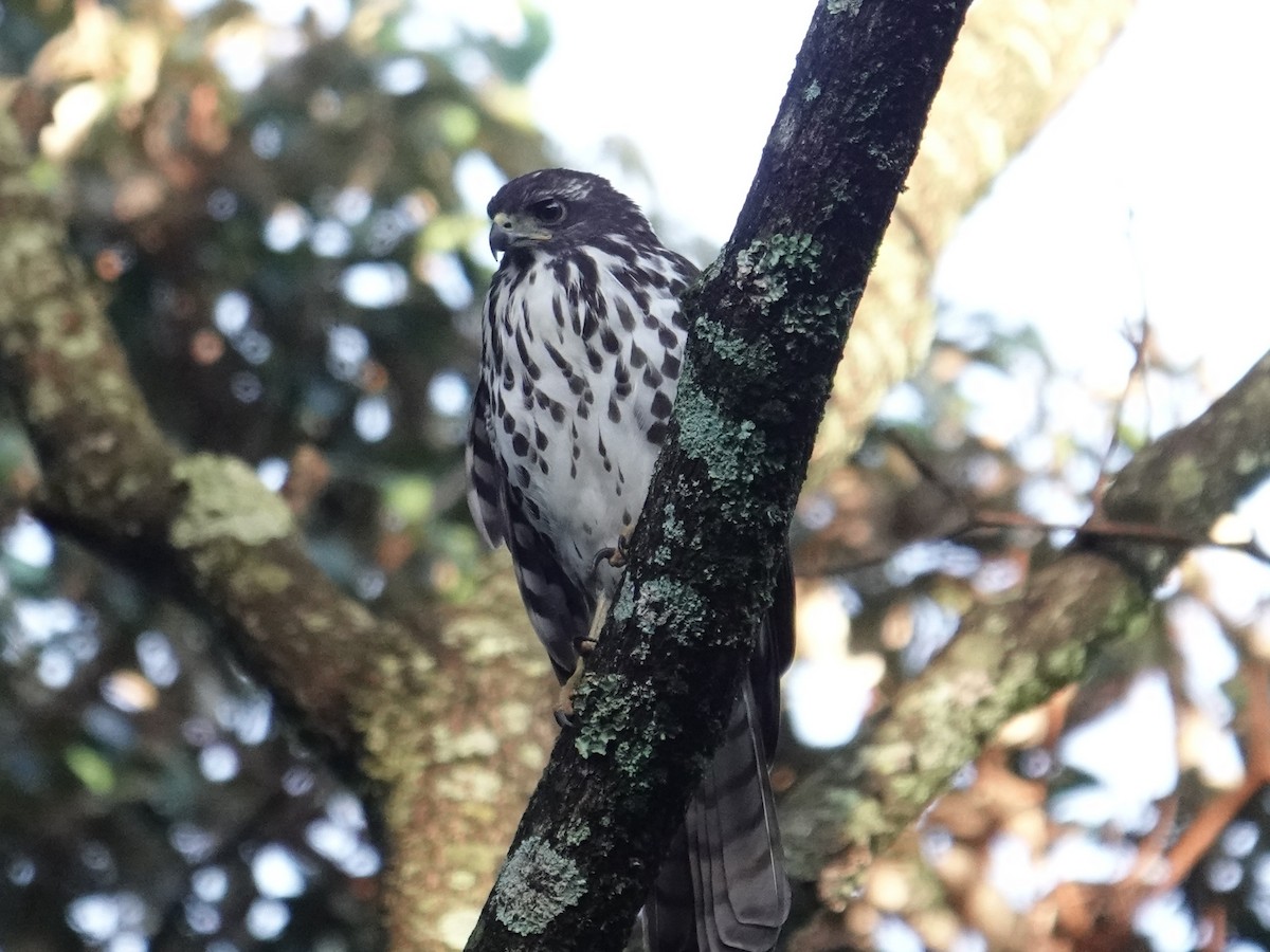 African Goshawk - ML634018381