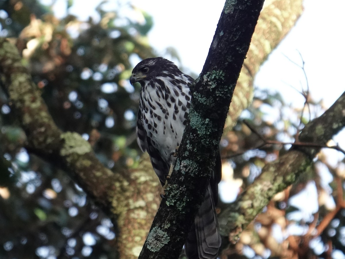 African Goshawk - ML634018386