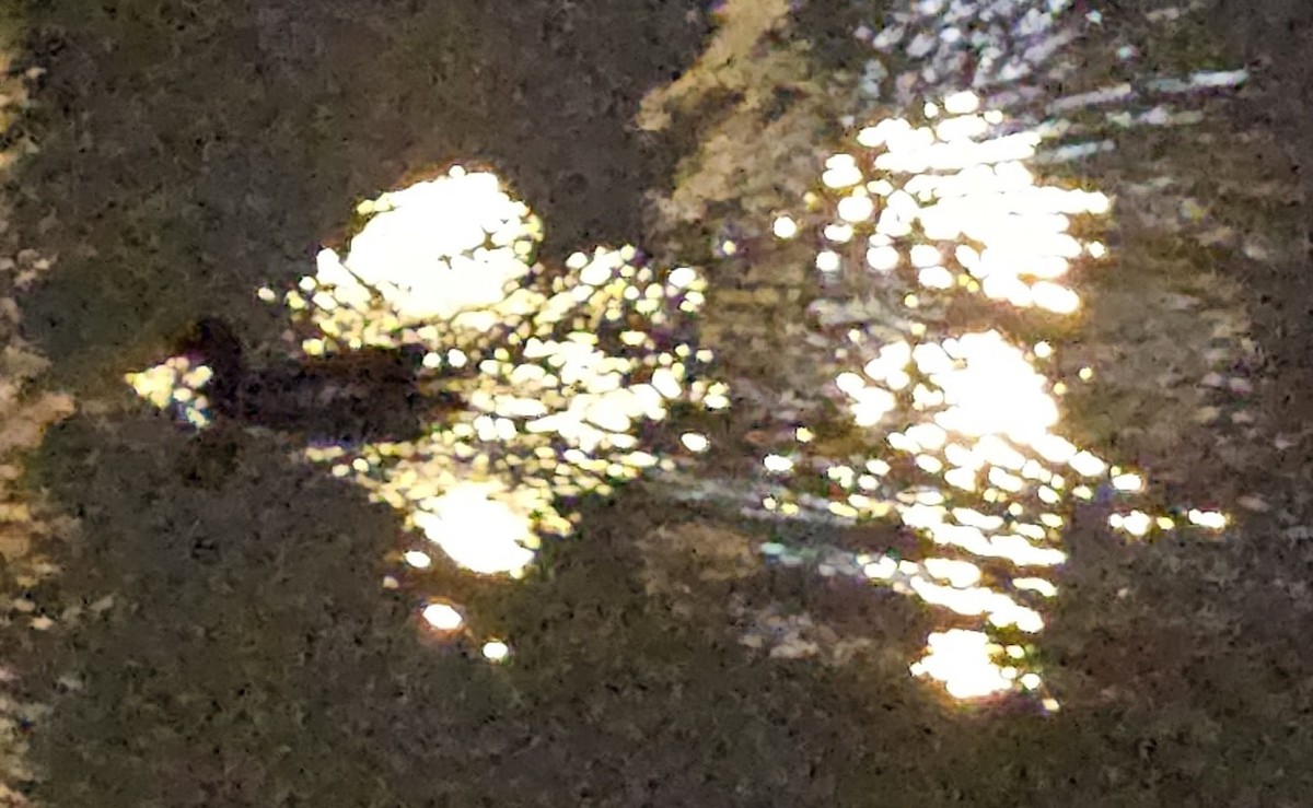 紅冠水雞 - ML634018490
