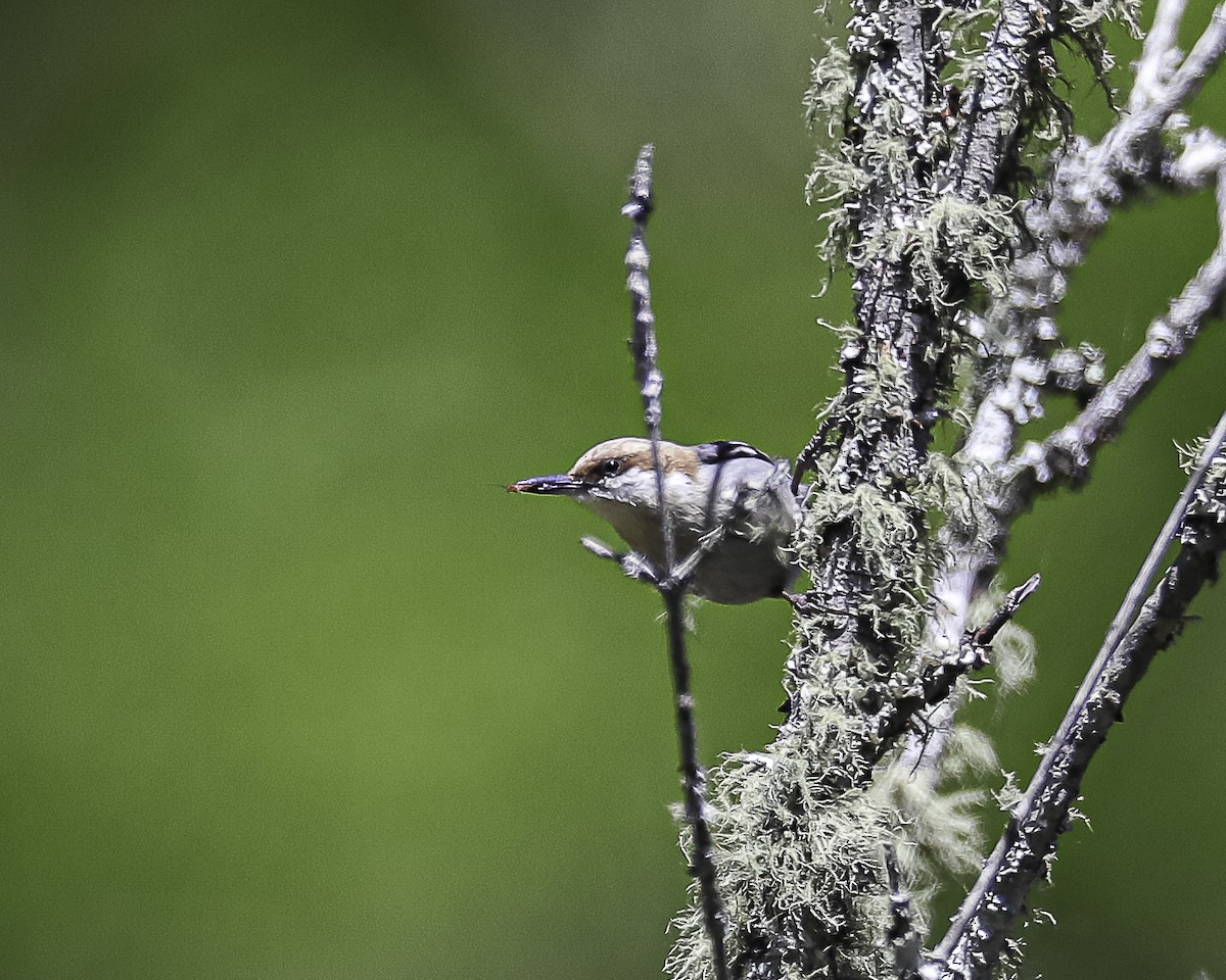 Brown-headed Nuthatch - ML634018566