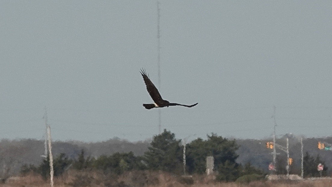 Northern Harrier - ML634018690
