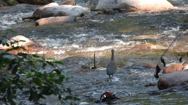 Fasciated Tiger-Heron - ML634018743