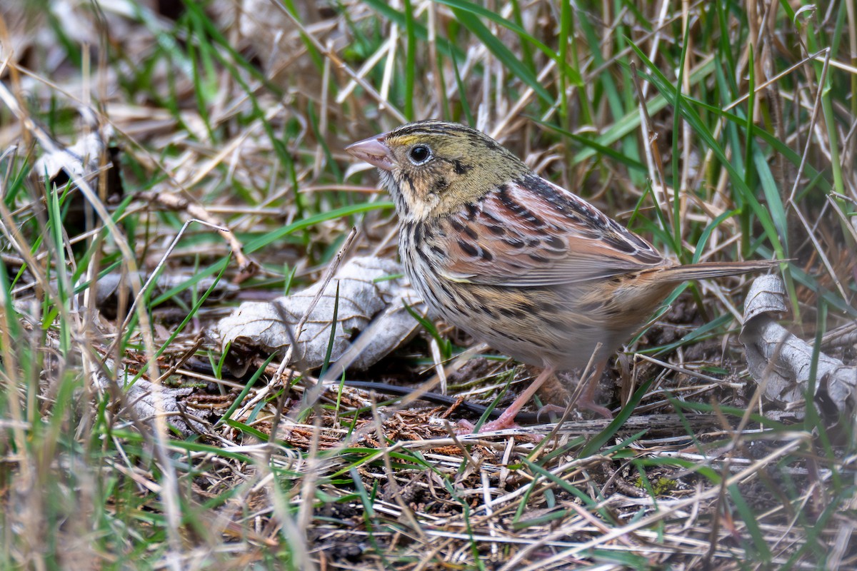 Henslow's Sparrow - ML634018774