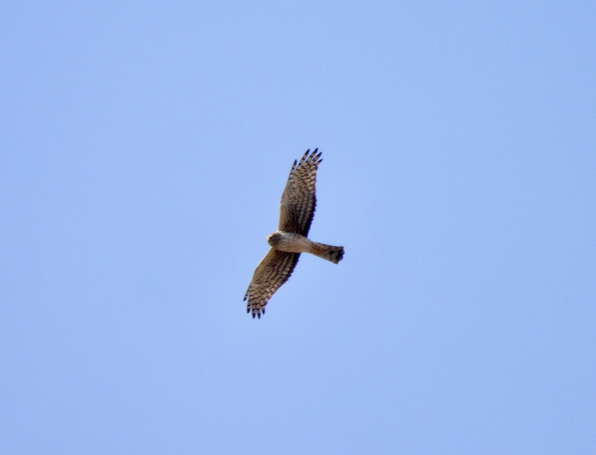 Northern Harrier - ML634018887