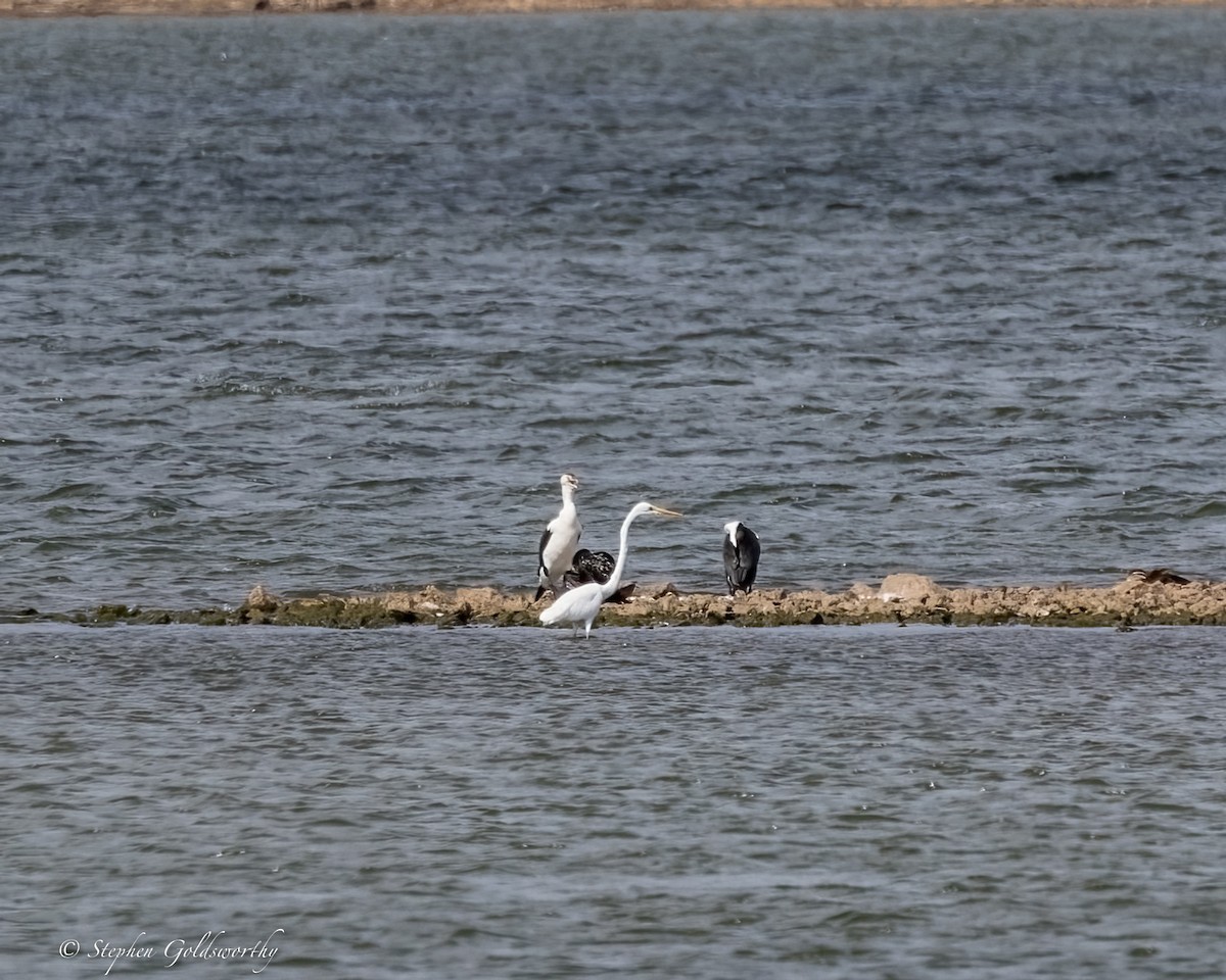 Pied Cormorant - ML634018925