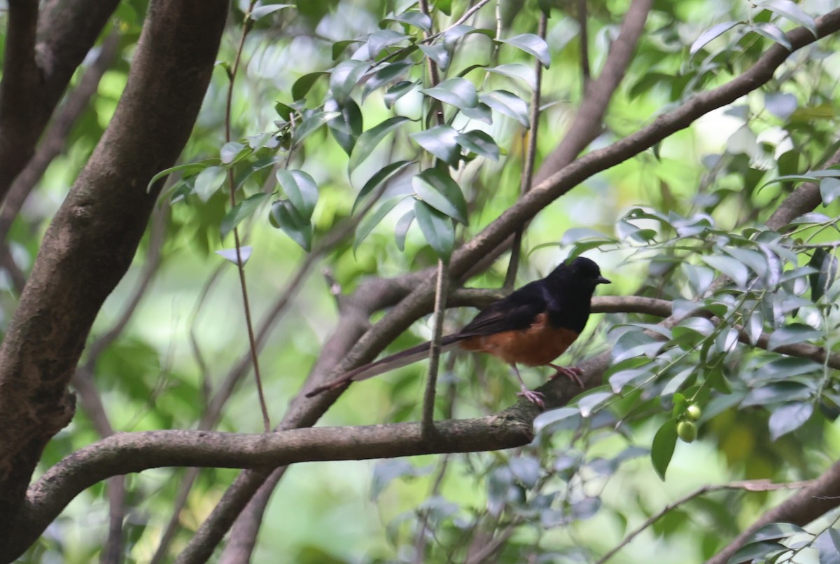 White-rumped Shama - ML634018929
