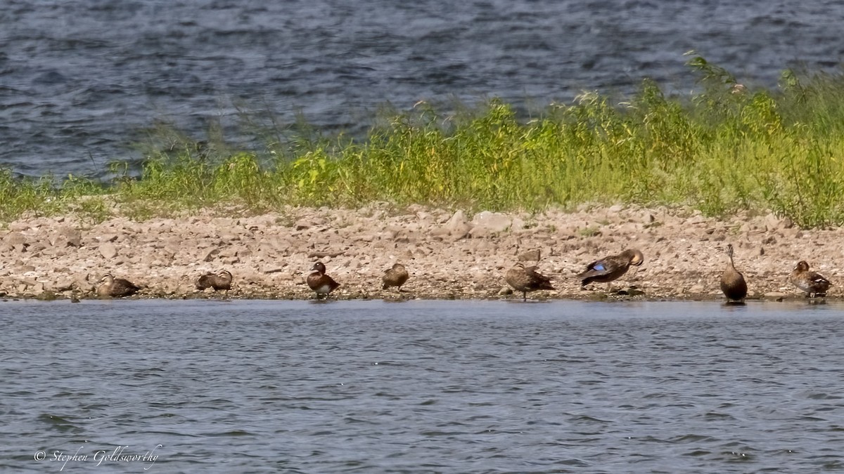 Pacific Black Duck - ML634018932