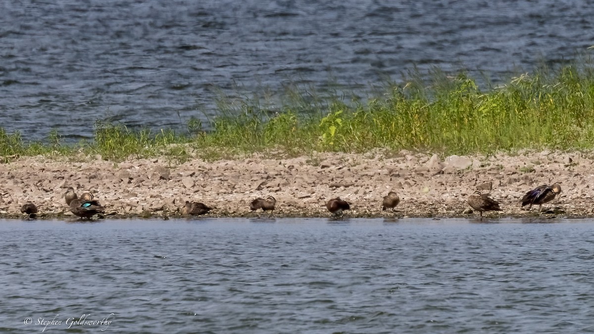 Pacific Black Duck - ML634018933
