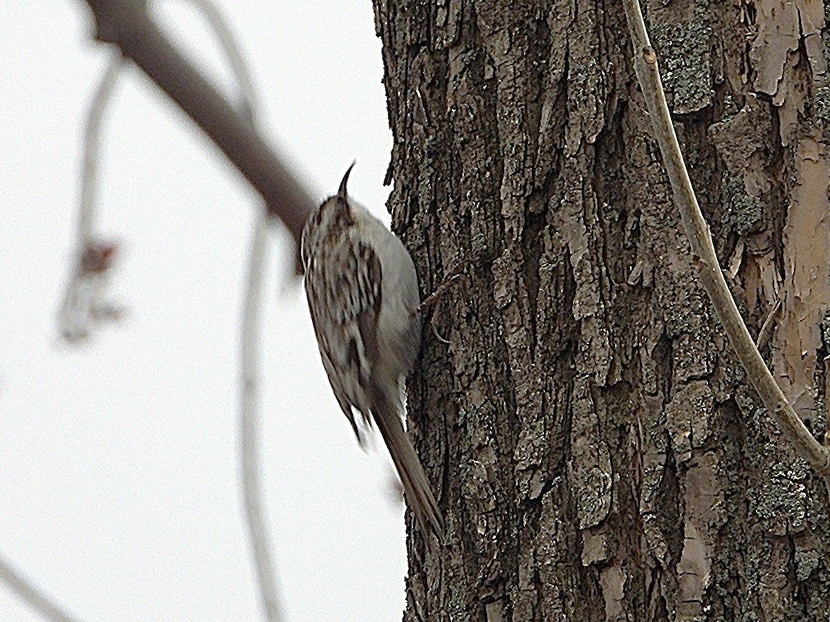 Brown Creeper - ML634018935