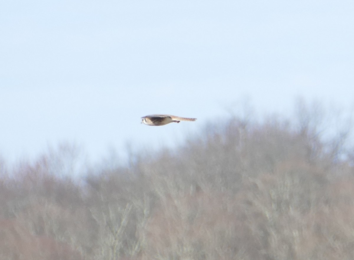 American Kestrel - ML634018936