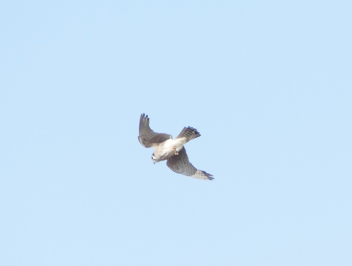American Kestrel - ML634018937