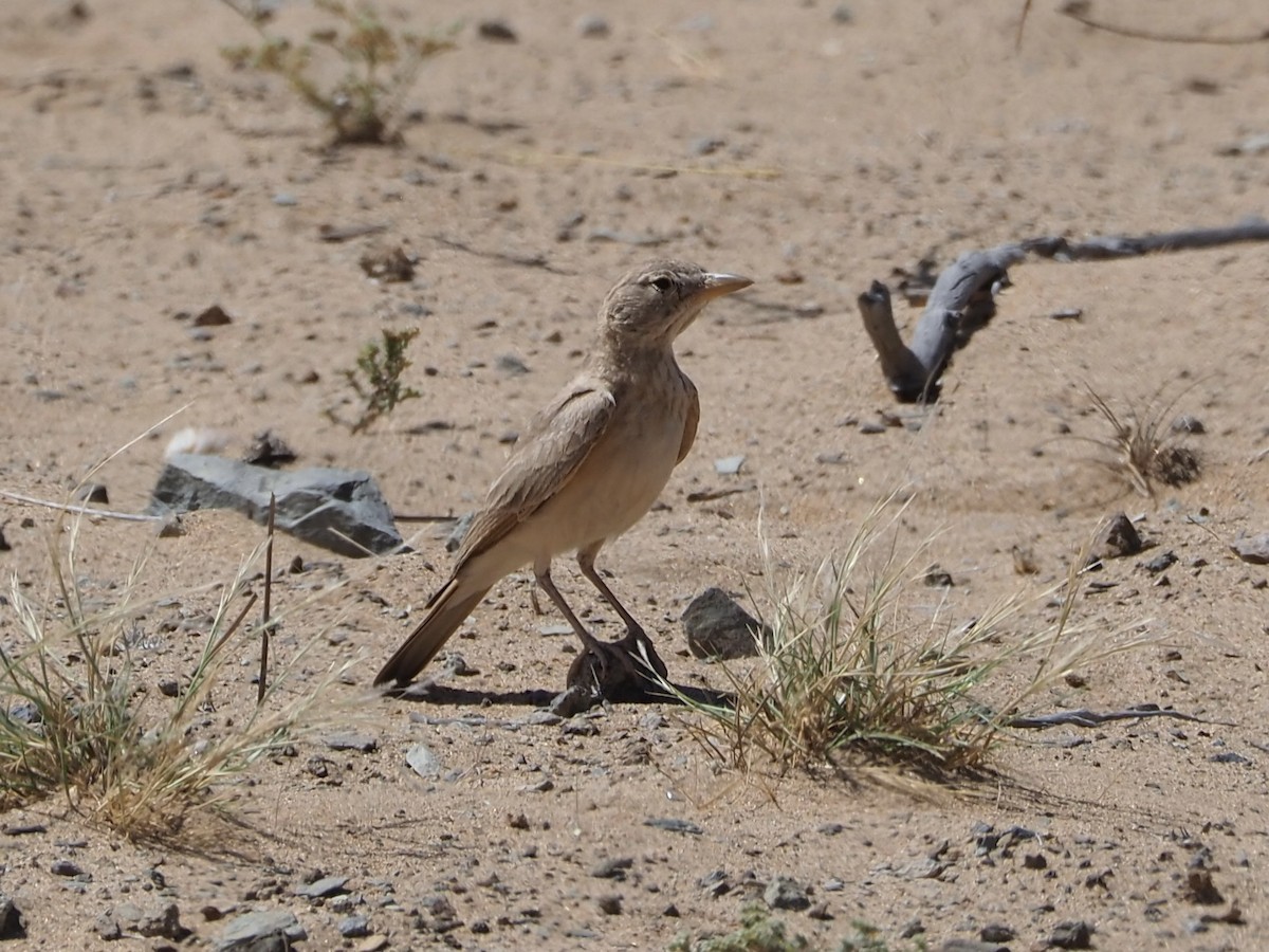 Desert Lark - ML634018938