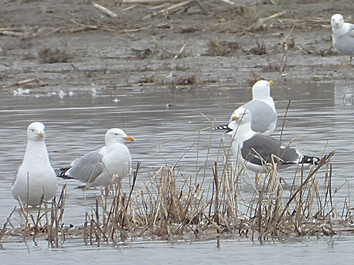 Lesser Black-backed Gull - ML634018939
