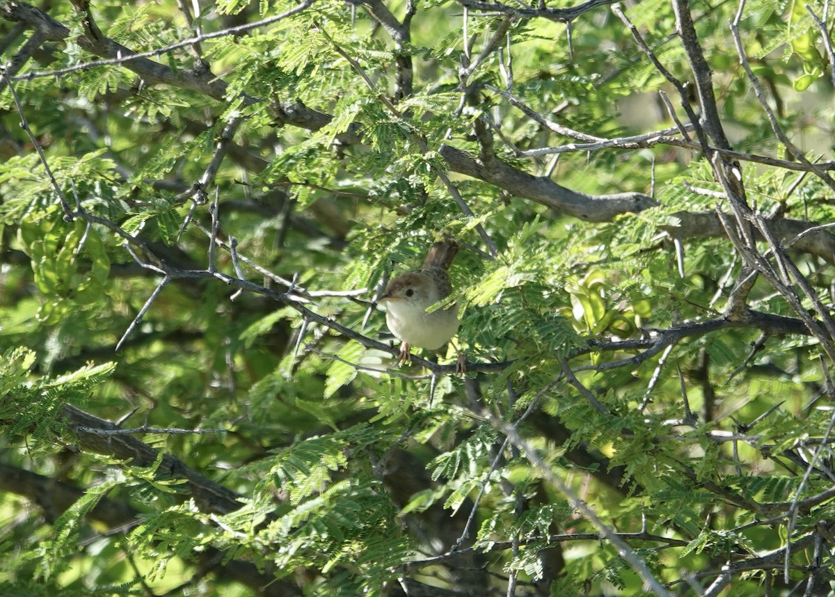 Rattling Cisticola - ML634018940
