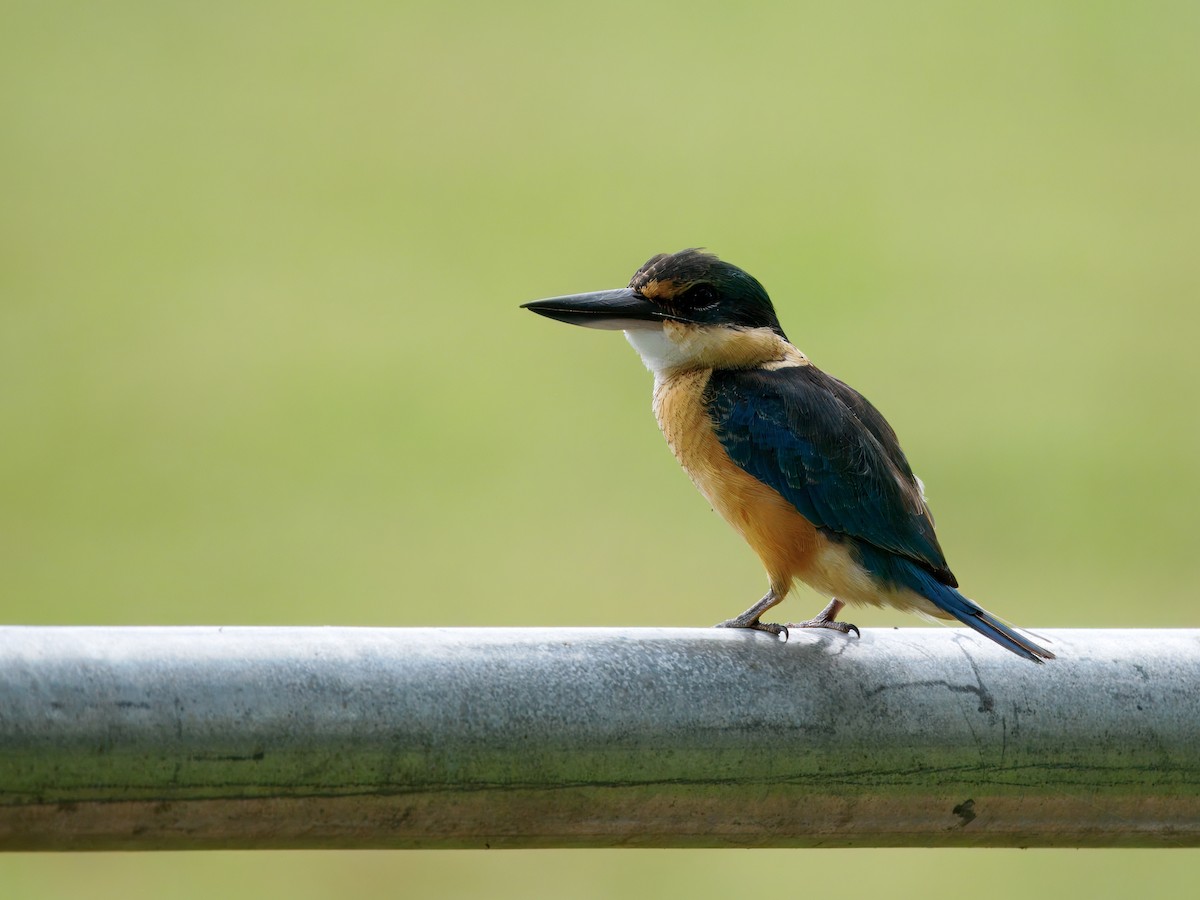 Sacred Kingfisher - ML634018942