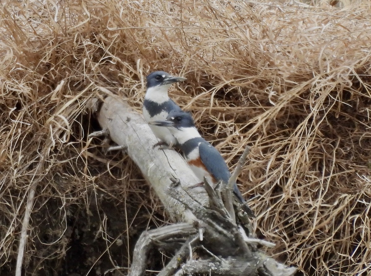 Belted Kingfisher - ML634018945