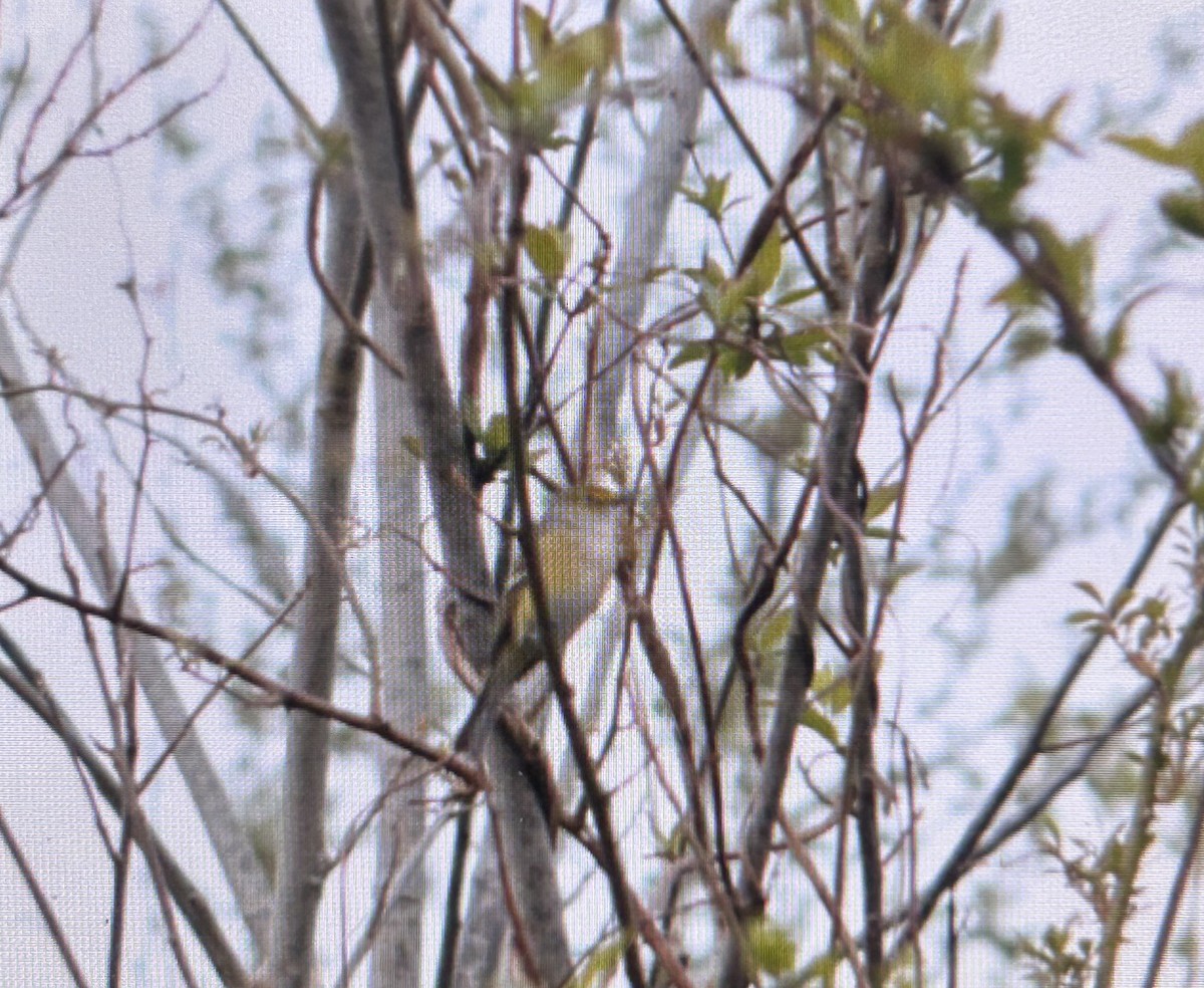 White-eyed Vireo - ML634018952